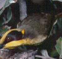 Tyers Park - Events Australia