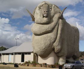 Big Merino - Events Australia 0