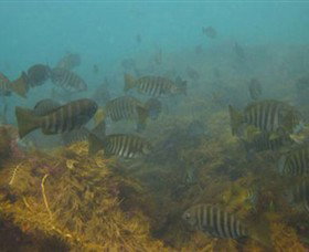 Cape Paterson VIC Events Australia