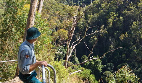 Lyrebird Falls Walking Track - Events Australia 1