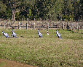 Wollombi Wines - Events Australia 5