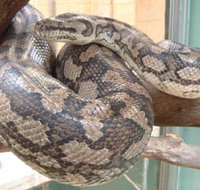 Armadale Reptile Centre - Events Australia