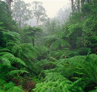 Tarra Bulga National Park - Events Australia