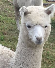Storybook Alpacas - Events Australia 0