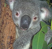 Hunter Valley Zoo - Events Australia