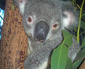 Hunter Valley Zoo - Events Australia 0