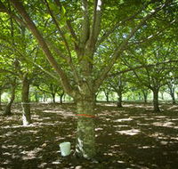 Sassafras Nuts - Events Australia