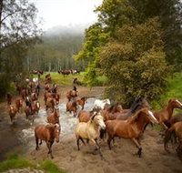 Glenworth Valley Horse Riding - Events Australia