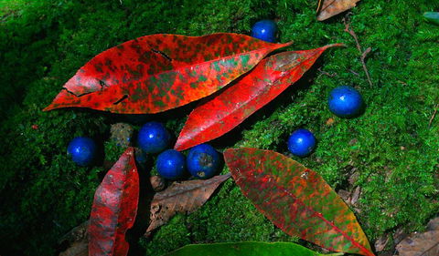Toonumbar National Park - Events Australia 2