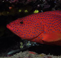 Maori Wrasse Bommie Dive Site - Events Australia