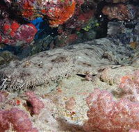 Lighthouse Bommies Dive Site - Events Australia