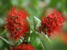 Hervey Bay Botanic Gardens - Events Australia 2