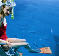 Roy Rufus Artificial Reef Dive Site - Events Australia