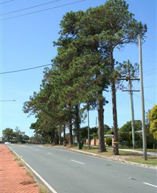 Anzac Memorial Avenue, Redcliffe - Events Australia 1