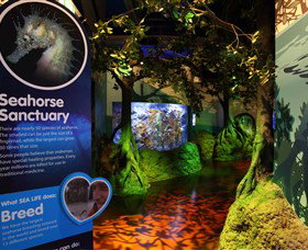 Sea Life Sunshine Coast - Events Australia 3