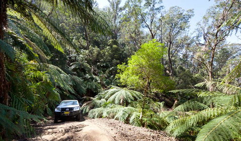 Wadbilliga Road Drive - Tourism Bookings 3