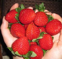 The Strawberry Farm - Events Australia