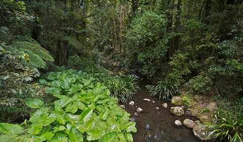Brindle Creek Picnic Area - Events Australia 1