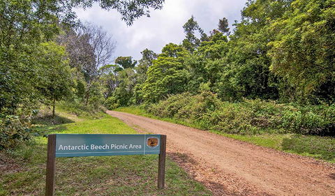 Antarctic Beech Picnic Area - Events Australia 0