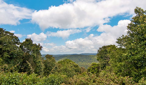 Antarctic Beech Picnic Area - Events Australia 2