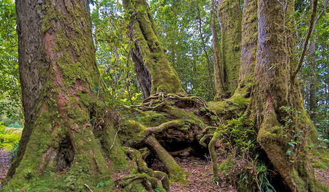 Antarctic Beech Picnic Area - Events Australia 3