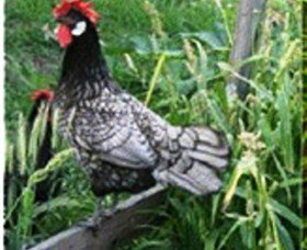 Merry Maidens Veggies - Events Australia 0