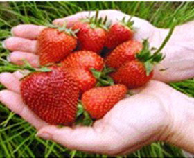 Merry Maidens Veggies - Events Australia 1