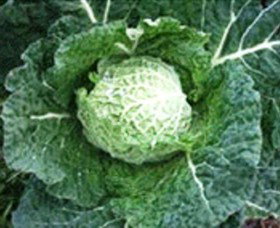 Merry Maidens Veggies - Events Australia 2