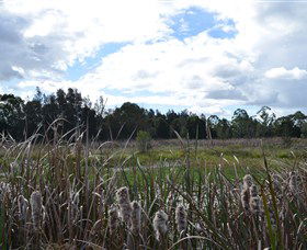 Jabiru Geenbeebeinga Wetlands - Events Australia 1