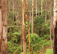 Cycle Mogo State Forest - Events Australia
