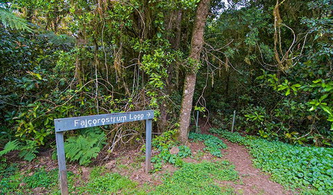 Falcorostrum Loop Walking Track - Events Australia 0