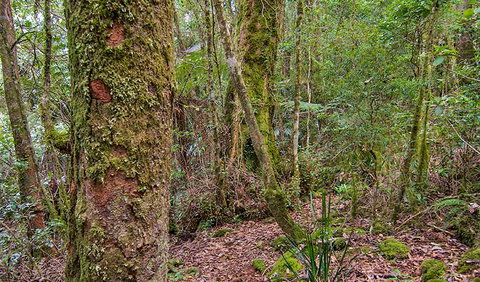 Falcorostrum Loop Walking Track - Events Australia 2