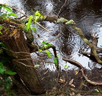 Mogo Bushwalk - Events Australia