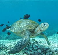 Flinders Reef Dive Site - Events Australia
