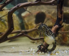 Irukandji Shark And Ray Encounters - Events Australia 2