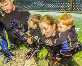 Irukandji Shark And Ray Encounters - Events Australia 0