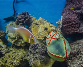 Irukandji Shark And Ray Encounters - Events Australia 6