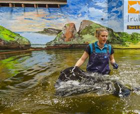 Irukandji Shark And Ray Encounters - Events Australia 7