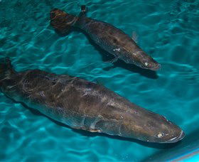 Cookabarra Restaurant And Function Centre - Tailor Made Fish Farms - Events Australia 7