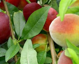 Kundabung NSW Events Australia