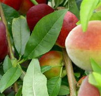 Fruit Salad Tree Company - Events Australia