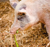 Djanbung Permaculture Gardens - Events Australia