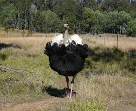 Glen Ian Ostrich And Emu Farm - Events Australia 1