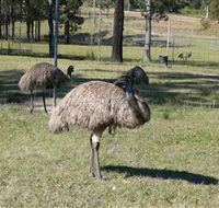 Glen Ian Ostrich and Emu Farm - Events Australia