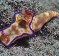 Curtain Artificial Reef Dive Site - Events Australia