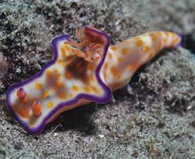 Curtain Artificial Reef Dive Site - Events Australia 0