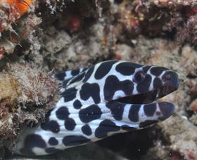 Curtain Artificial Reef Dive Site - Events Australia 2