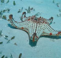 The Pines Dive Site - Events Australia