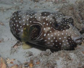 Tangalooma Wrecks Dive Site - Tourism Bookings 2
