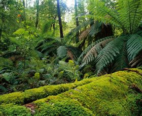 Errinundra National Park - Events Australia 0